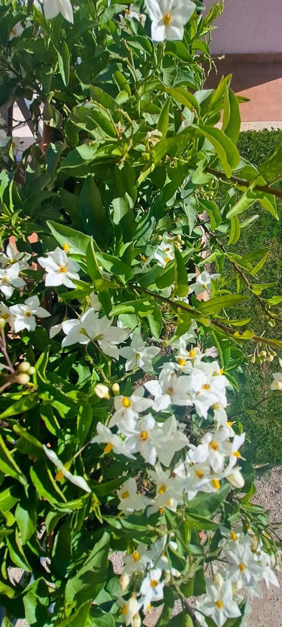 Agriturismo Maremma Amara Saturnia Buitenkant foto